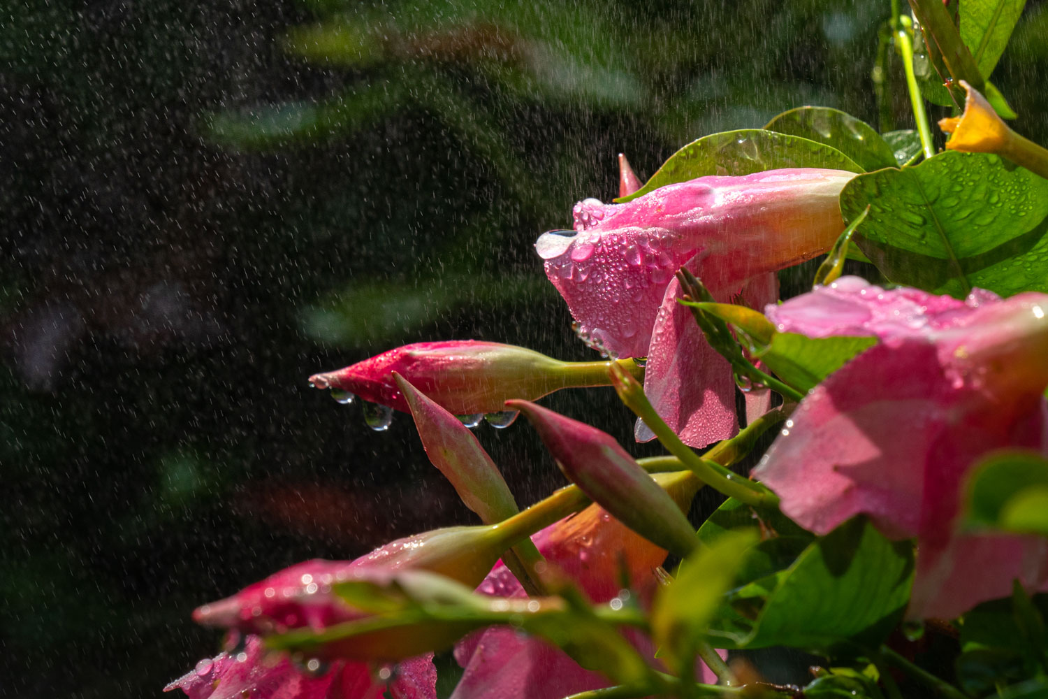 Schmuckbild und Nahaufnahme eines Rosenstrauches in einem üppig grünen Garten mit Sonnenstrahlen. Auf den Strauch fällt ein feiner Dunst von Wasser der auf den Blättern kondensiert.