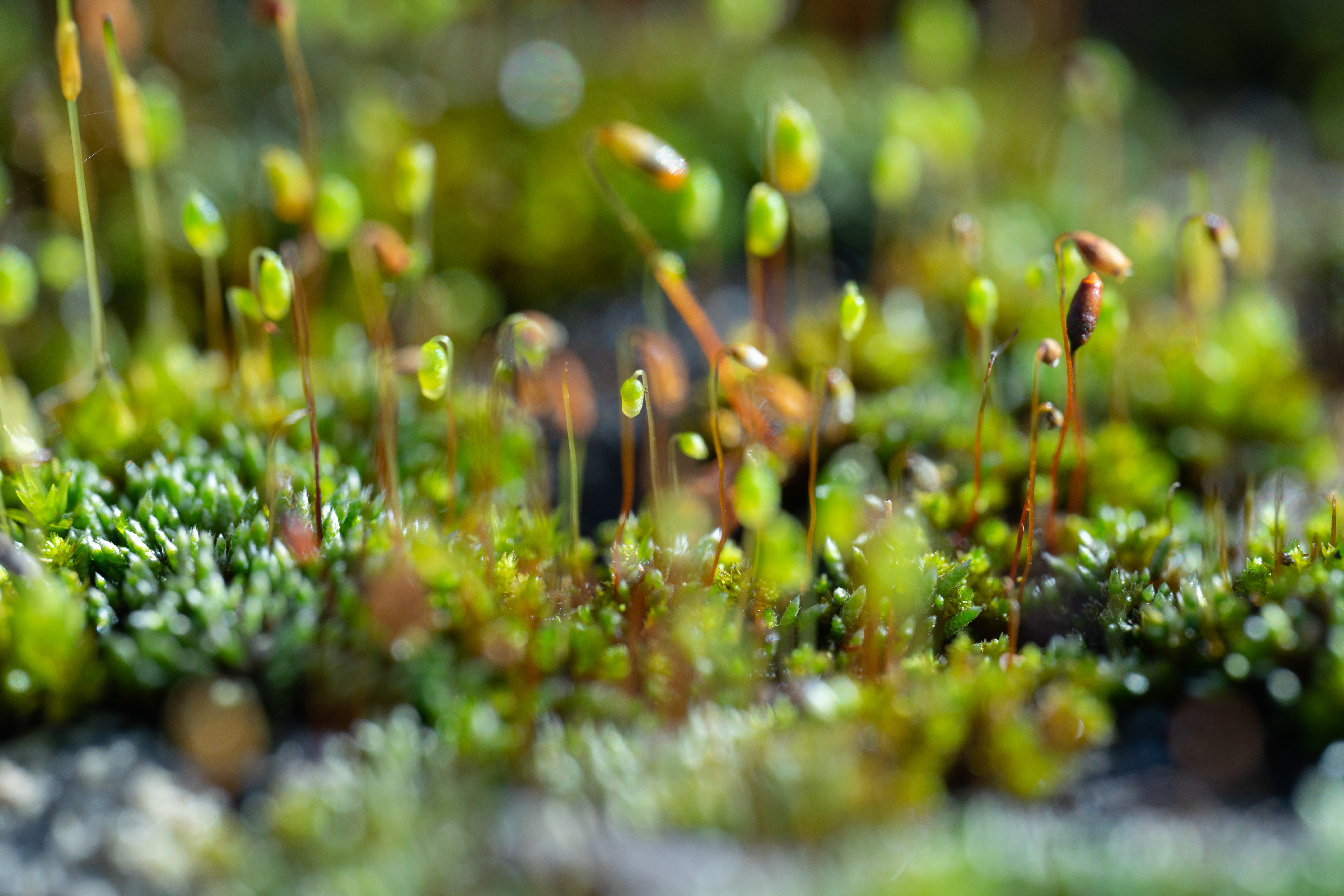 Zoom Tau Sporen Bild