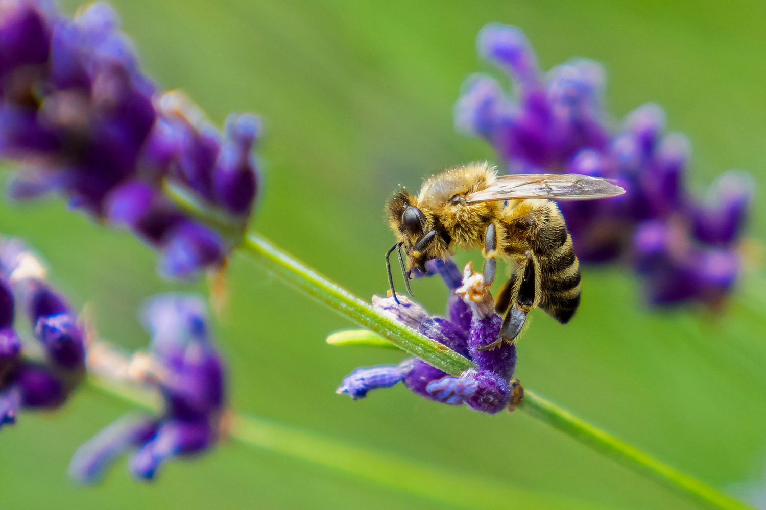 Schmuckbild_Lavendel_Biene