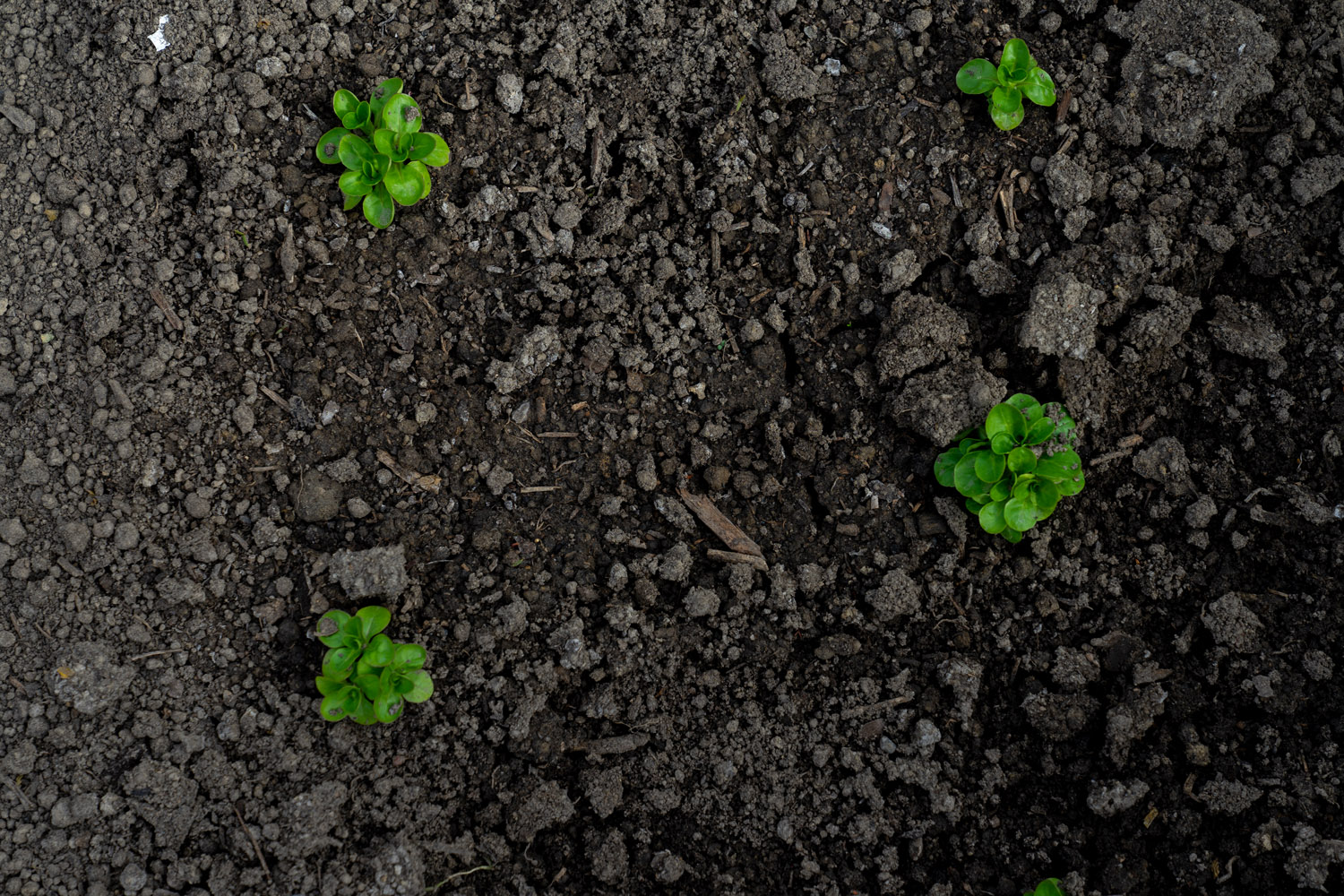 Erde_Setzlinge