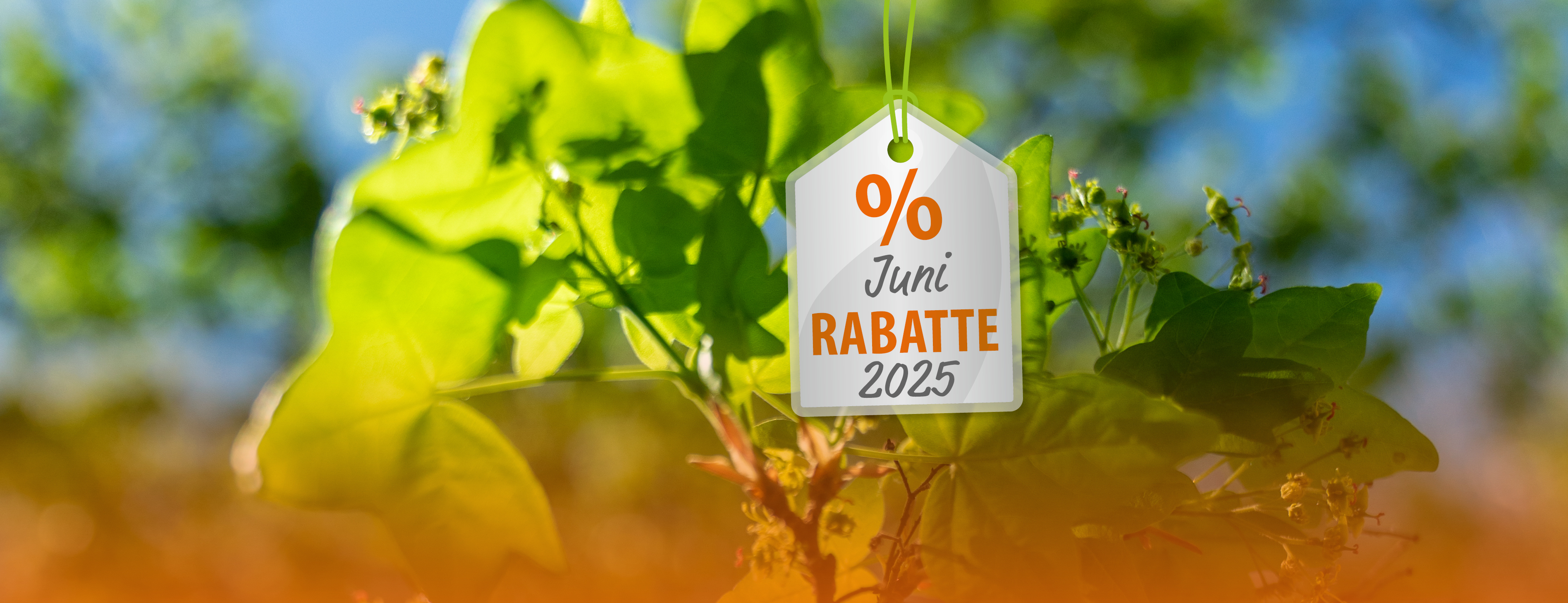 Header Werbeaktionen Juni 2025