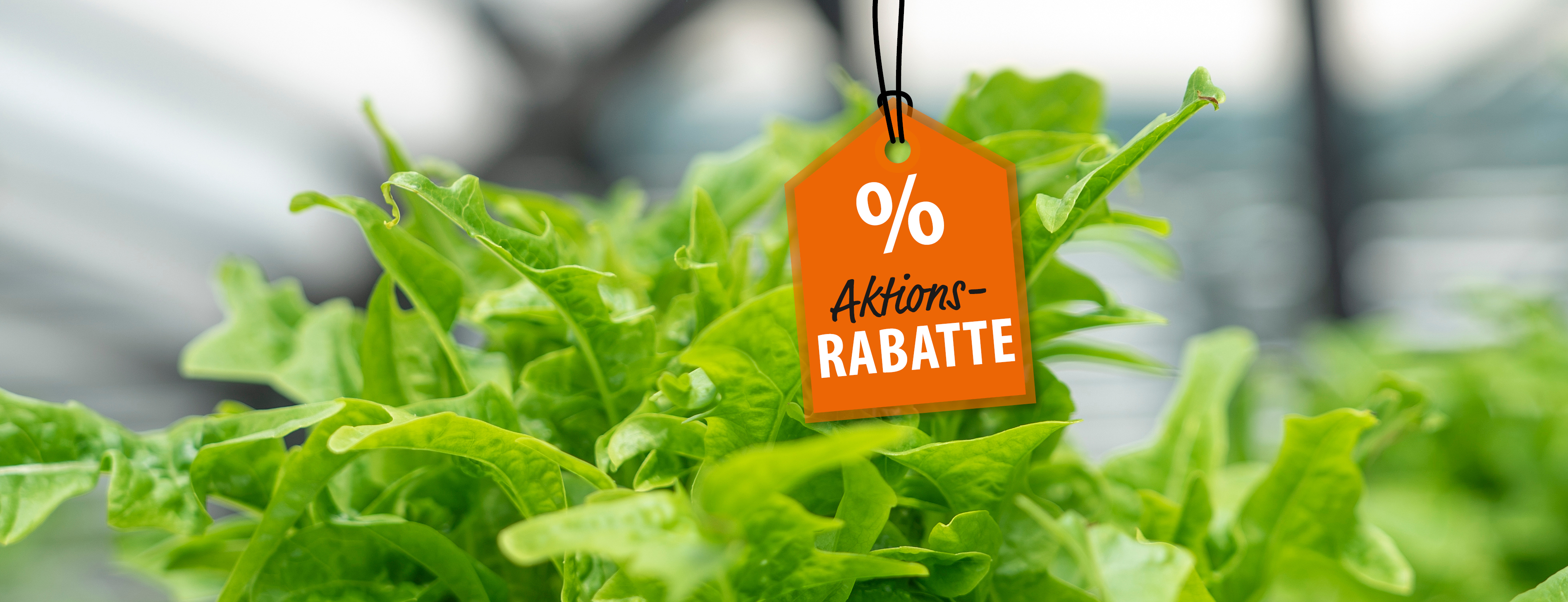 Header_Webbanner_202