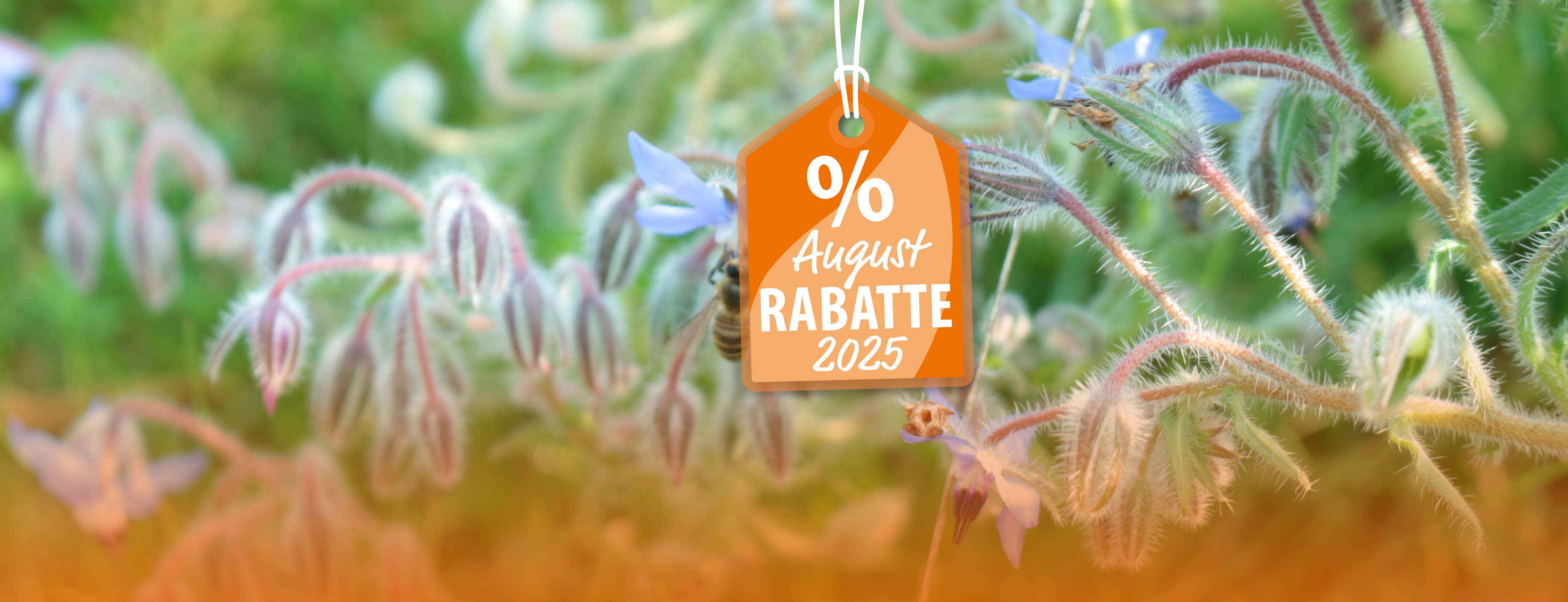 Header Werbeaktionen August 2025