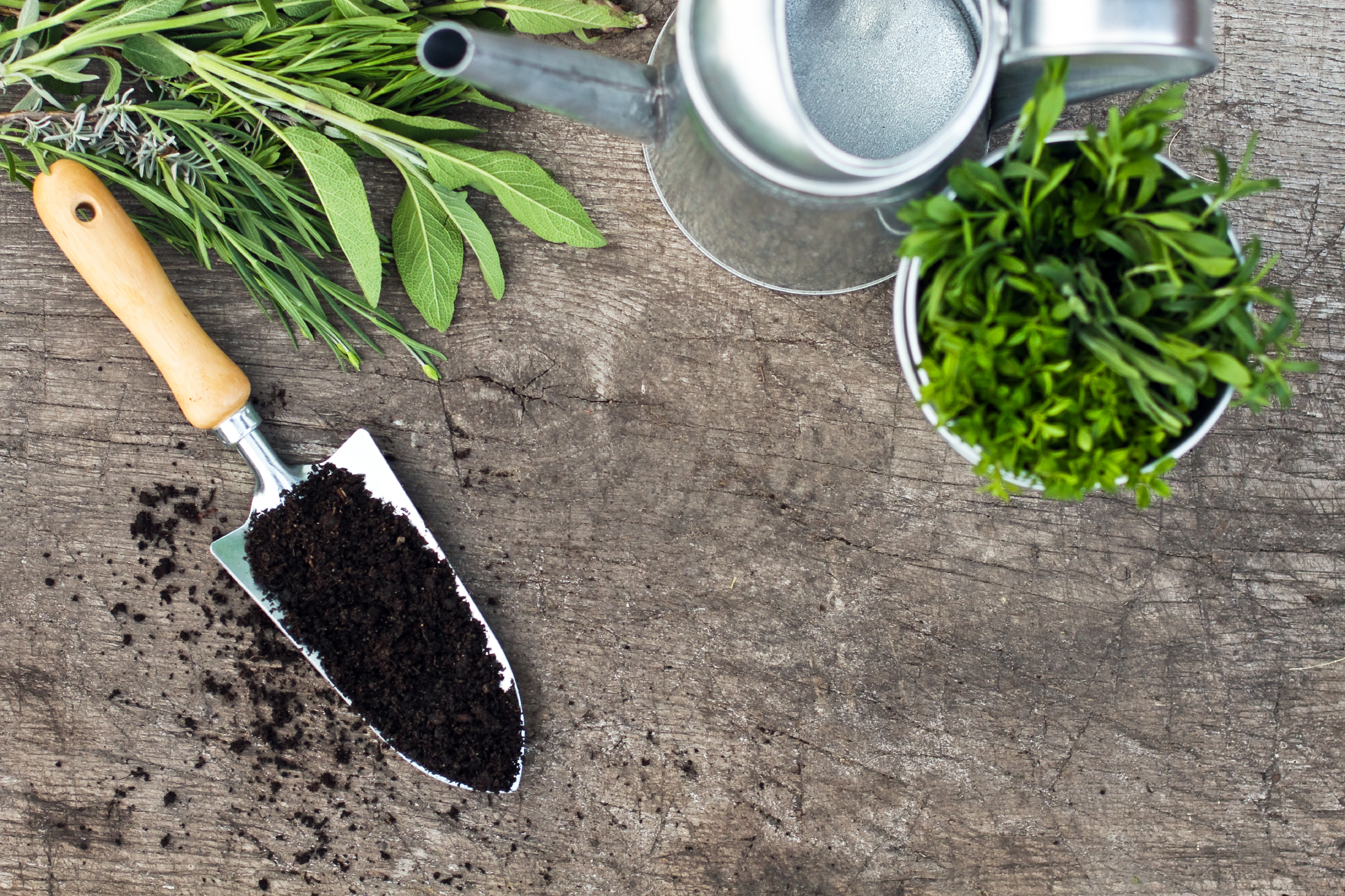 Schmuckbild: Draufsicht von einer alten Holzarbeitsfläche mit Gartenutensilien und Pflanzen. Darunter eine Schaufel mit Erde, eine kleine, silberne Gießkanne und einigen Kräutern wie Minze und Rosmarin. Zu sehen ist außerdem eine Pflanze in einem silberne
