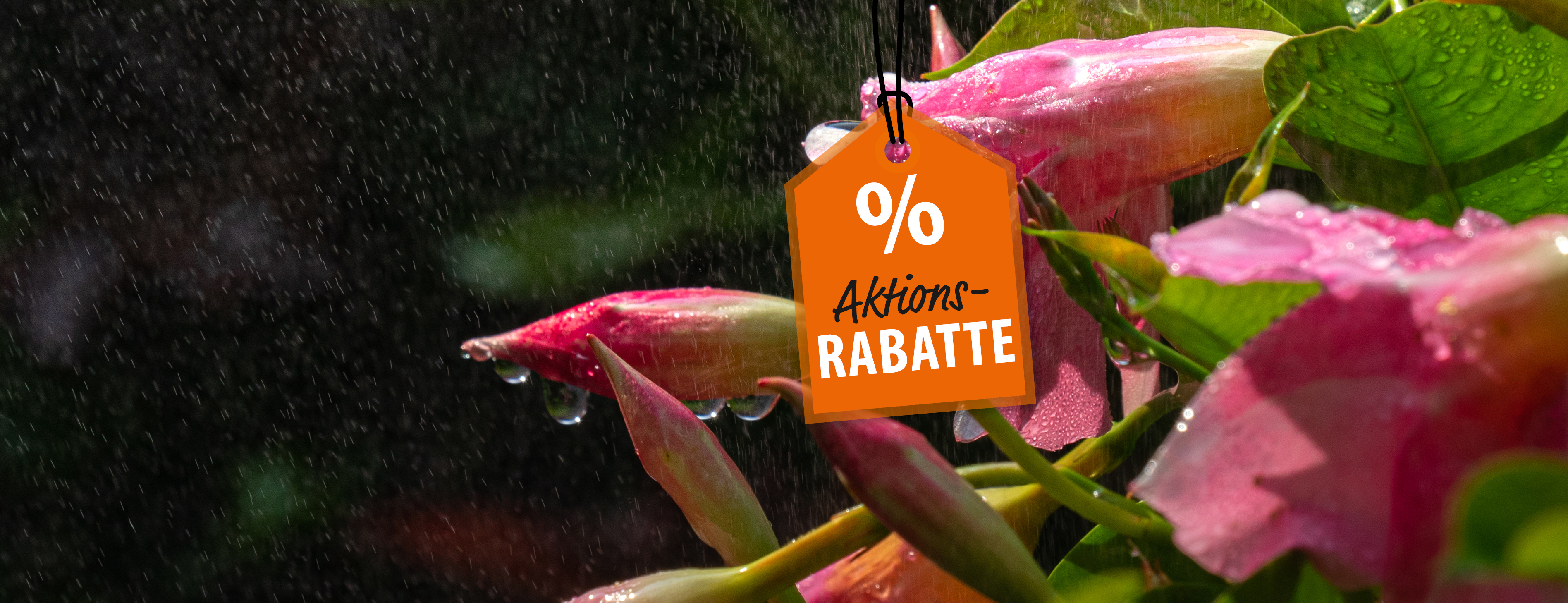 header_Webbanner_Jun