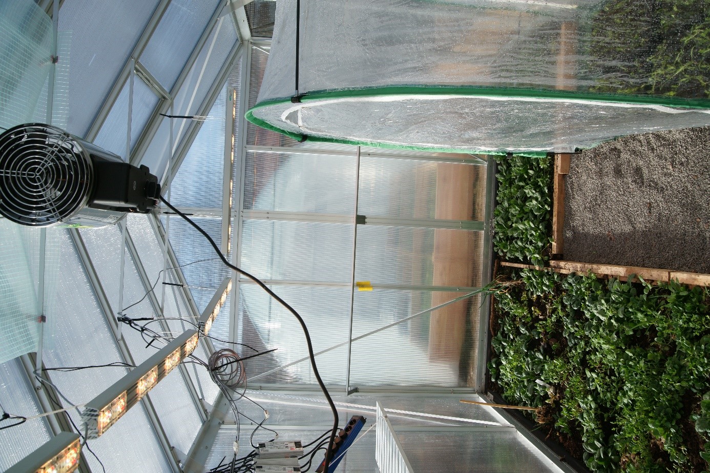 Gewächshaus Innen, Belüftet, belichtet