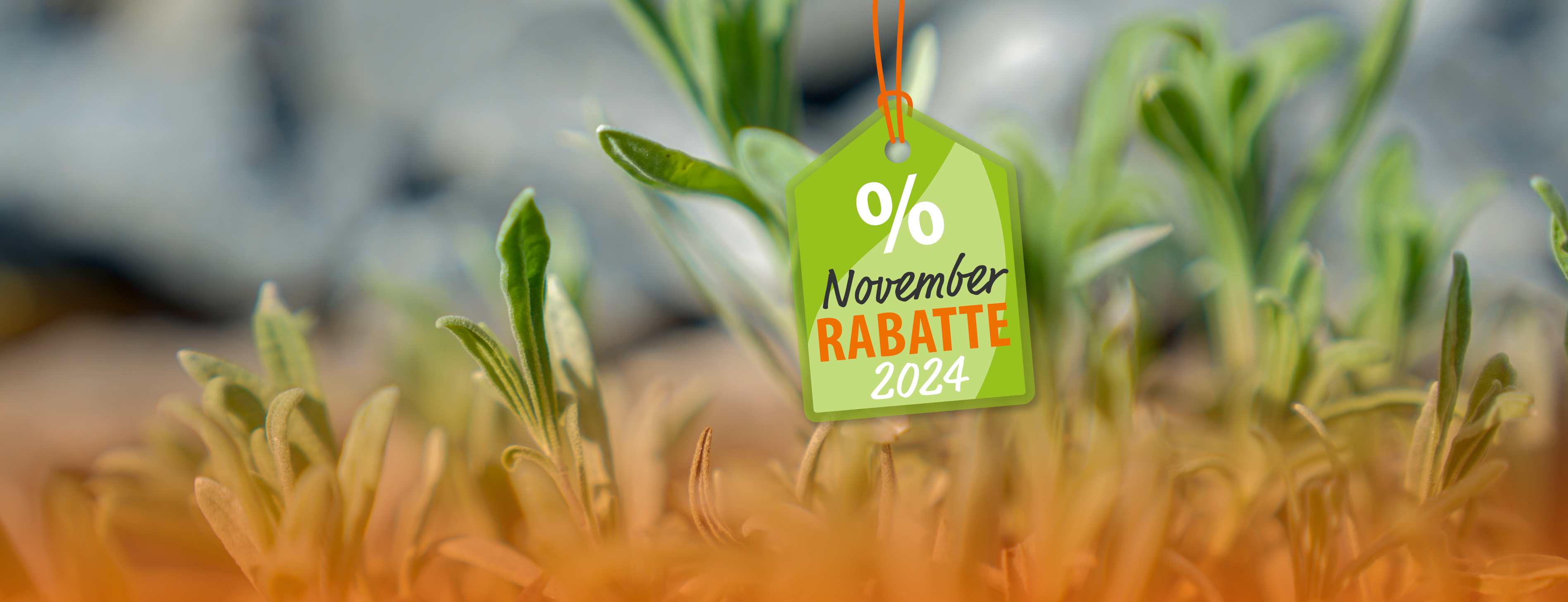 header_Webbanner_Nov